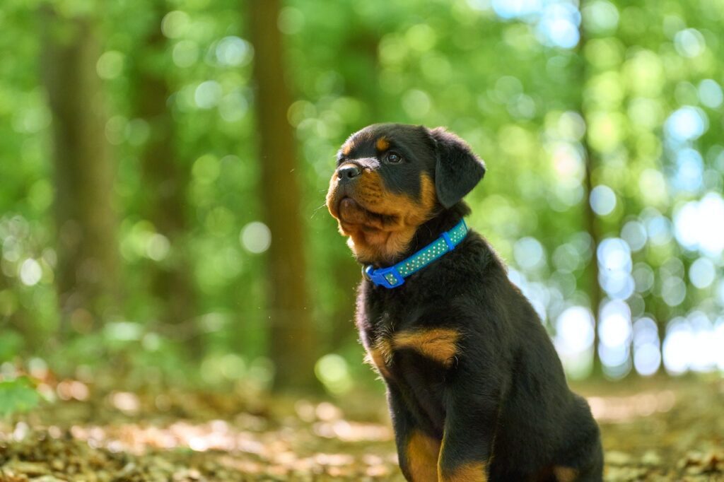 A Rottweiler puppy with a blue collar sits on a woodland path with sunlight filtering through the trees.