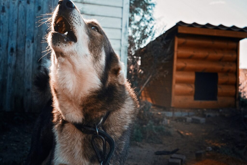 The Moonlit Symphony: Understanding Why Dogs Howl at Night
