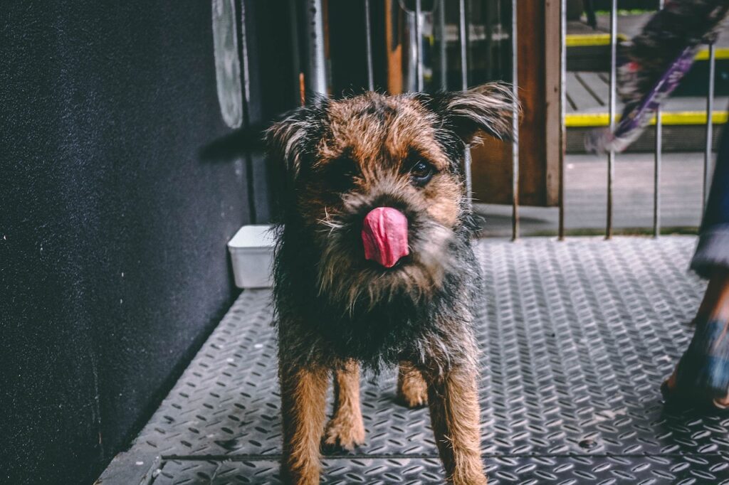 A small brown and black dog with its tongue out stands on a metal floor, next to a black wall and wooden gate.