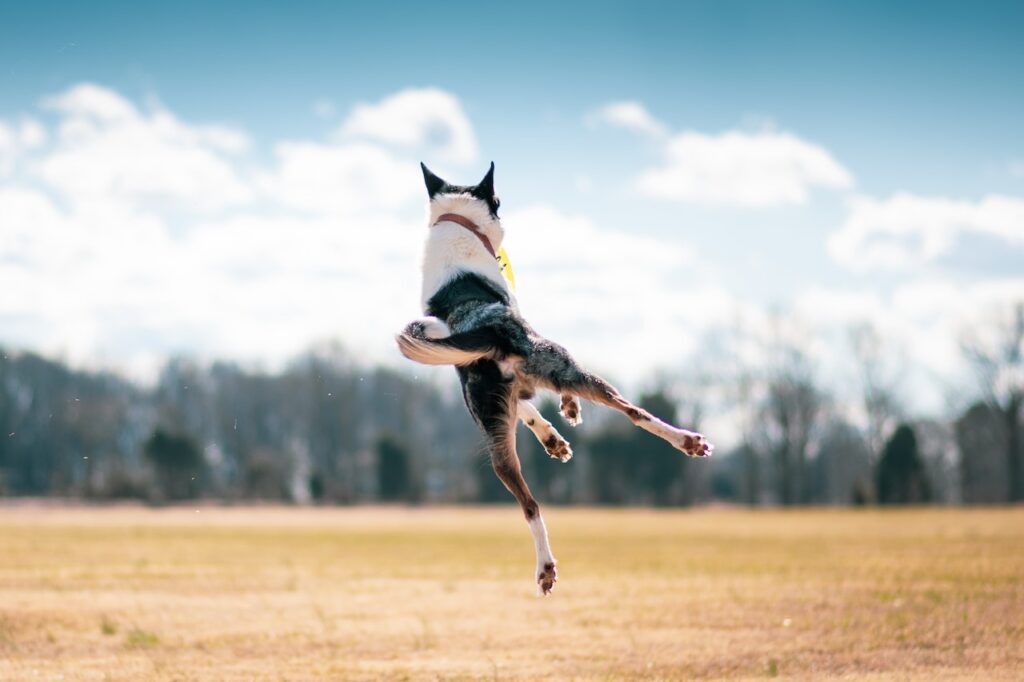 A dog leaps high in the air, catching a yellow frisbee in its mouth, against a backdrop of a sunny, open field.