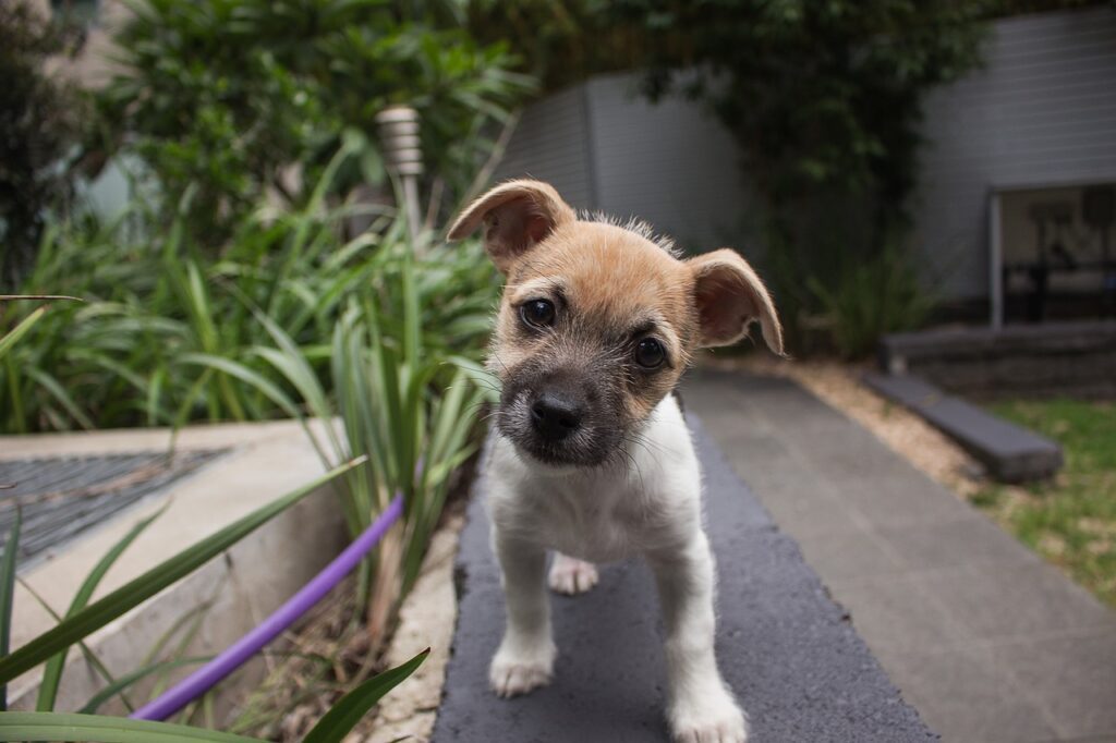 Small puppy with its head titled that is sitting outside.