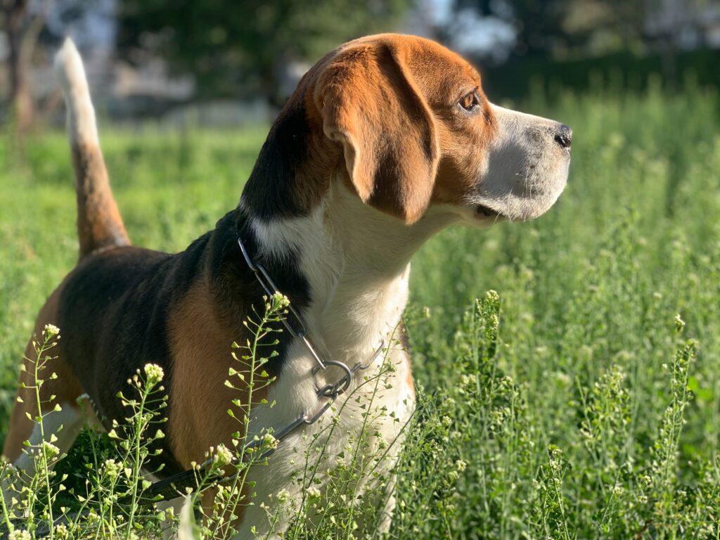 A Guide to the Beagle Dog Breed