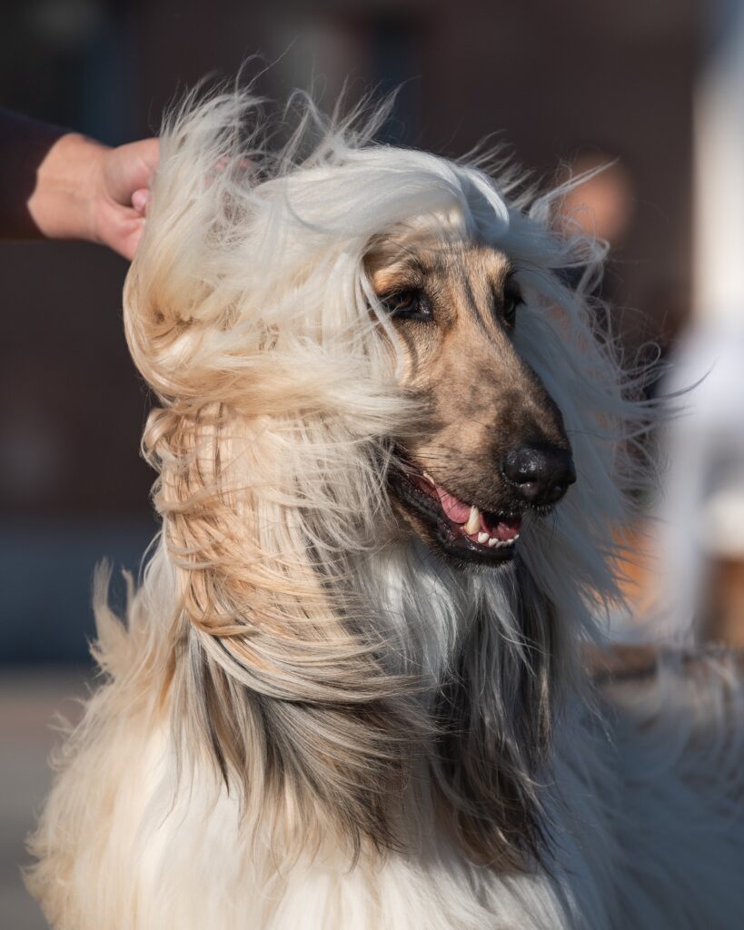 Top 10 Dog Breeds that Shed the Least Hair