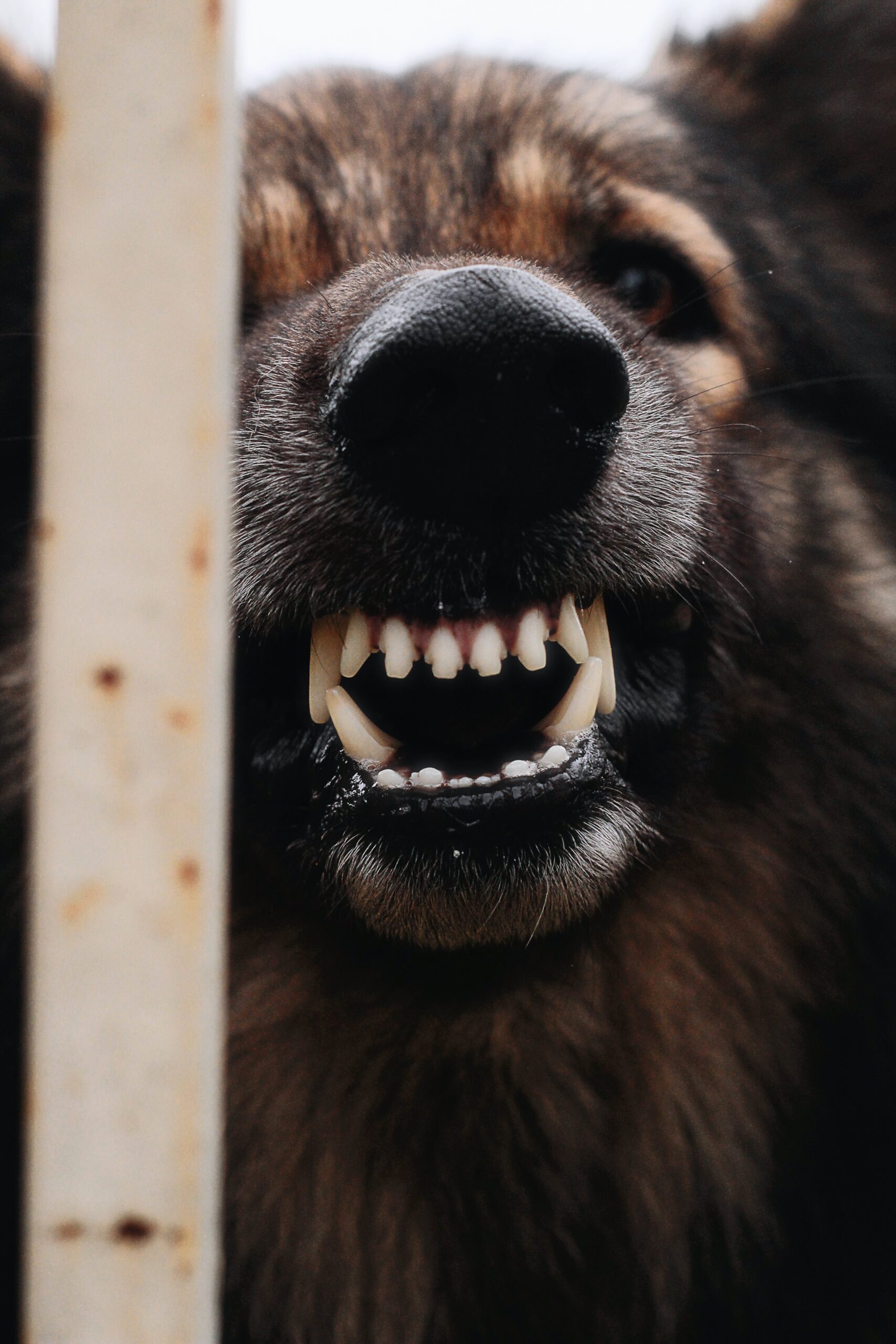 Close-up of a dog with bared teeth behind bars, showing its nose and mouth in detail.