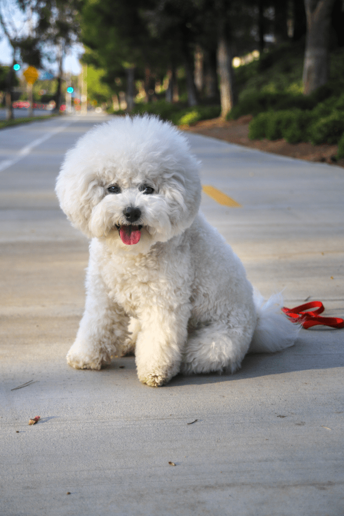 White fluffy dog with a red leash sitting on a paved path, tongue out, and trees in the background.