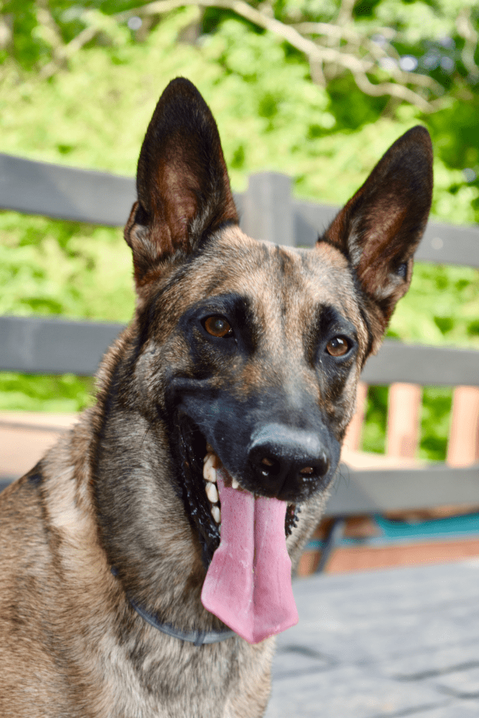 A happy Belgian Malinois with its tongue out, sitting outdoors in front of a fence and green foliage.