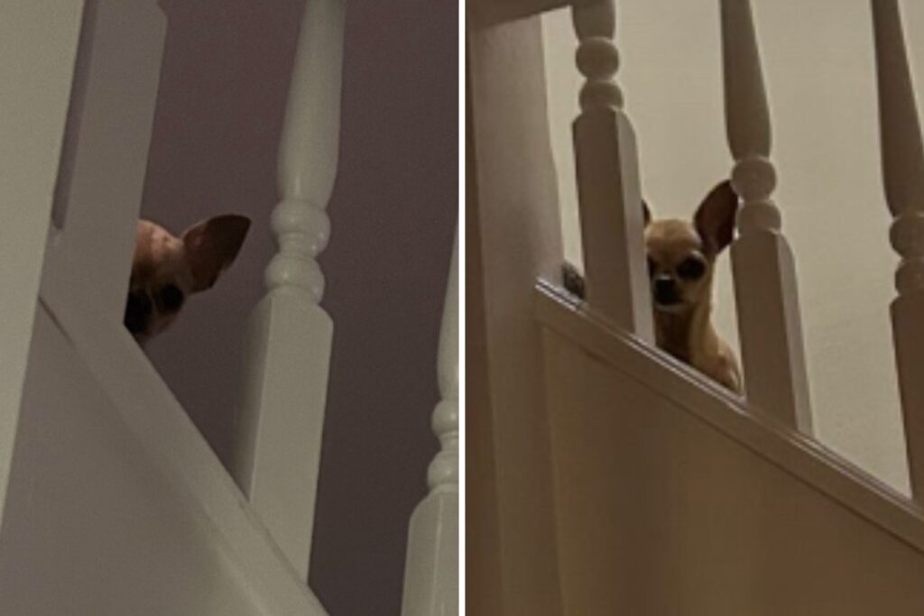 ‘Fuming’ Dog Caught Spying on Owner After She Doesn’t Come to Bed on Time