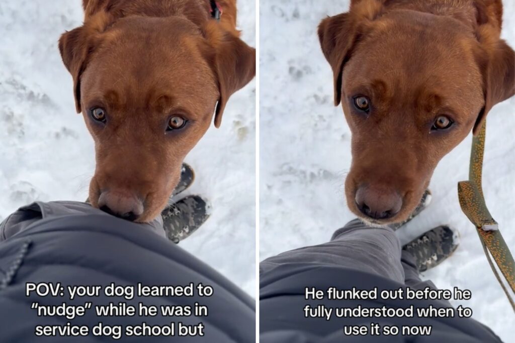 Dog Who Flunked Service School Still Desperately Tries To Use His Training