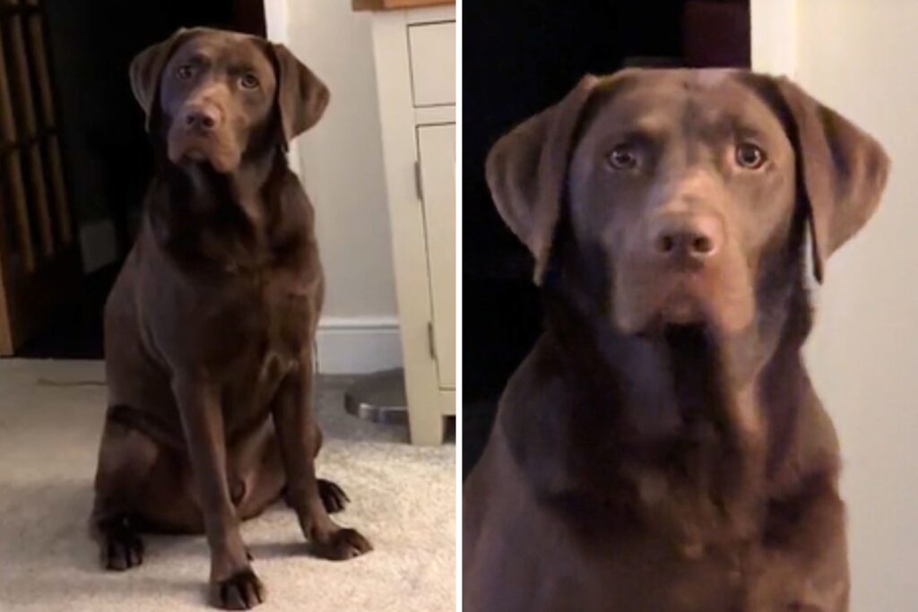 Labrador Patiently Waits to Play Fetch, but There Is a Problem