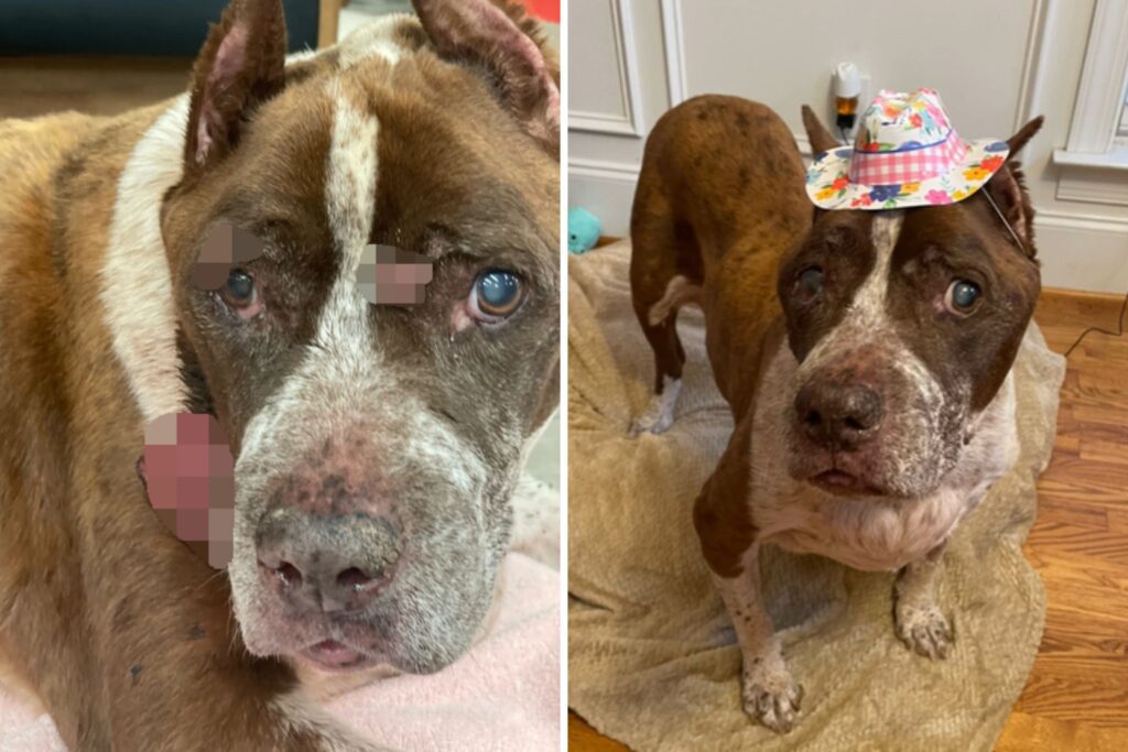 Tears As 18-Year-Old Dog Taken To Be Euthanized ‘Clinging’ to Owner’s Leg