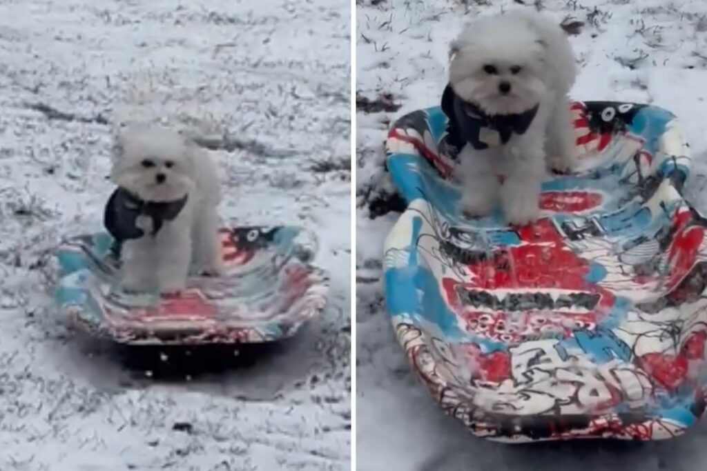Watch Dog Sledding Like a Pro Amid Tennessee Freeze