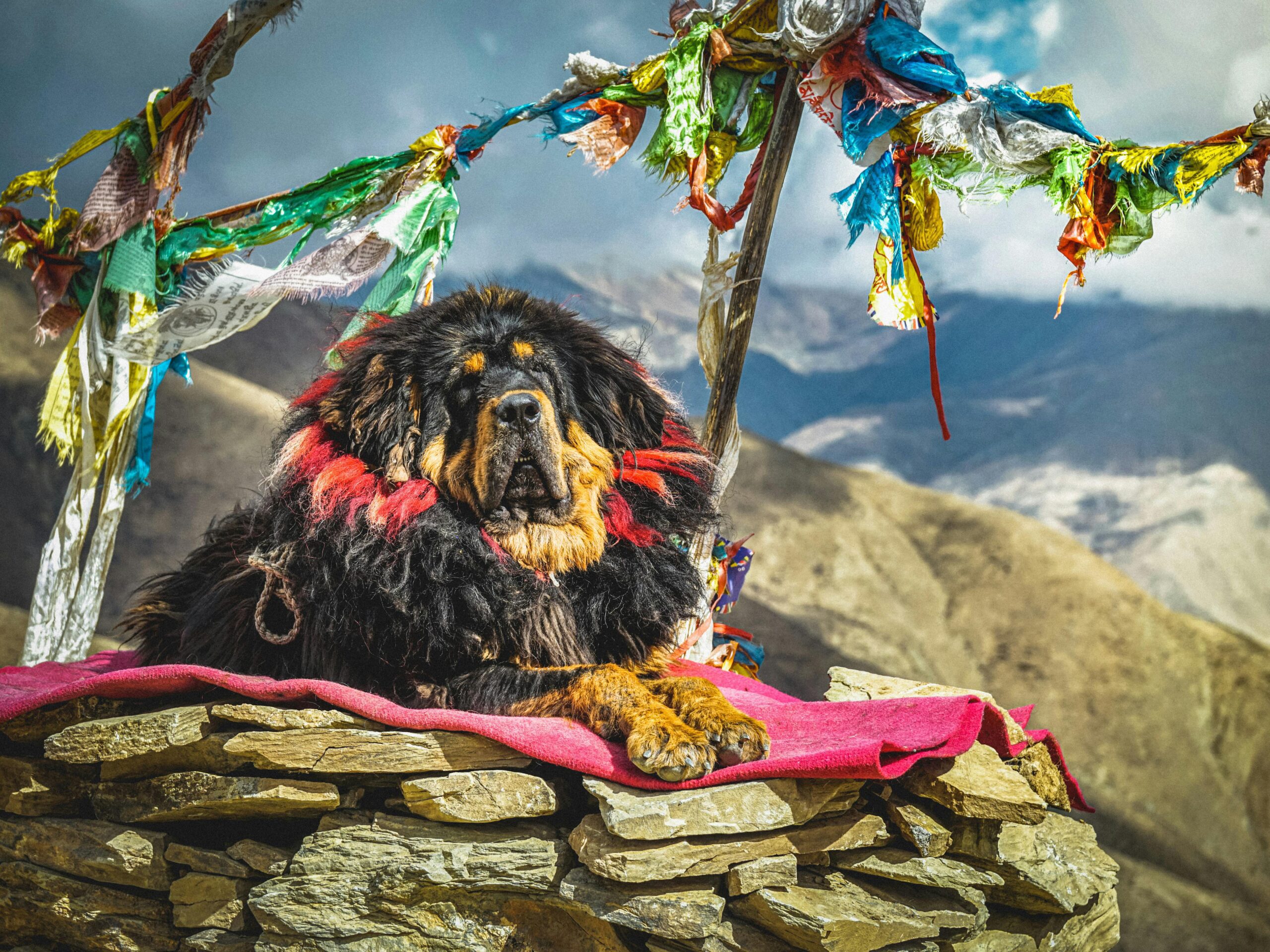 A large Tibetan Mastiff with a thick, dark mane rests on a stone platform decorated with a red cloth. Colorful prayer flags flutter above against a backdrop of rugged, mountainous terrain and a cloudy sky.