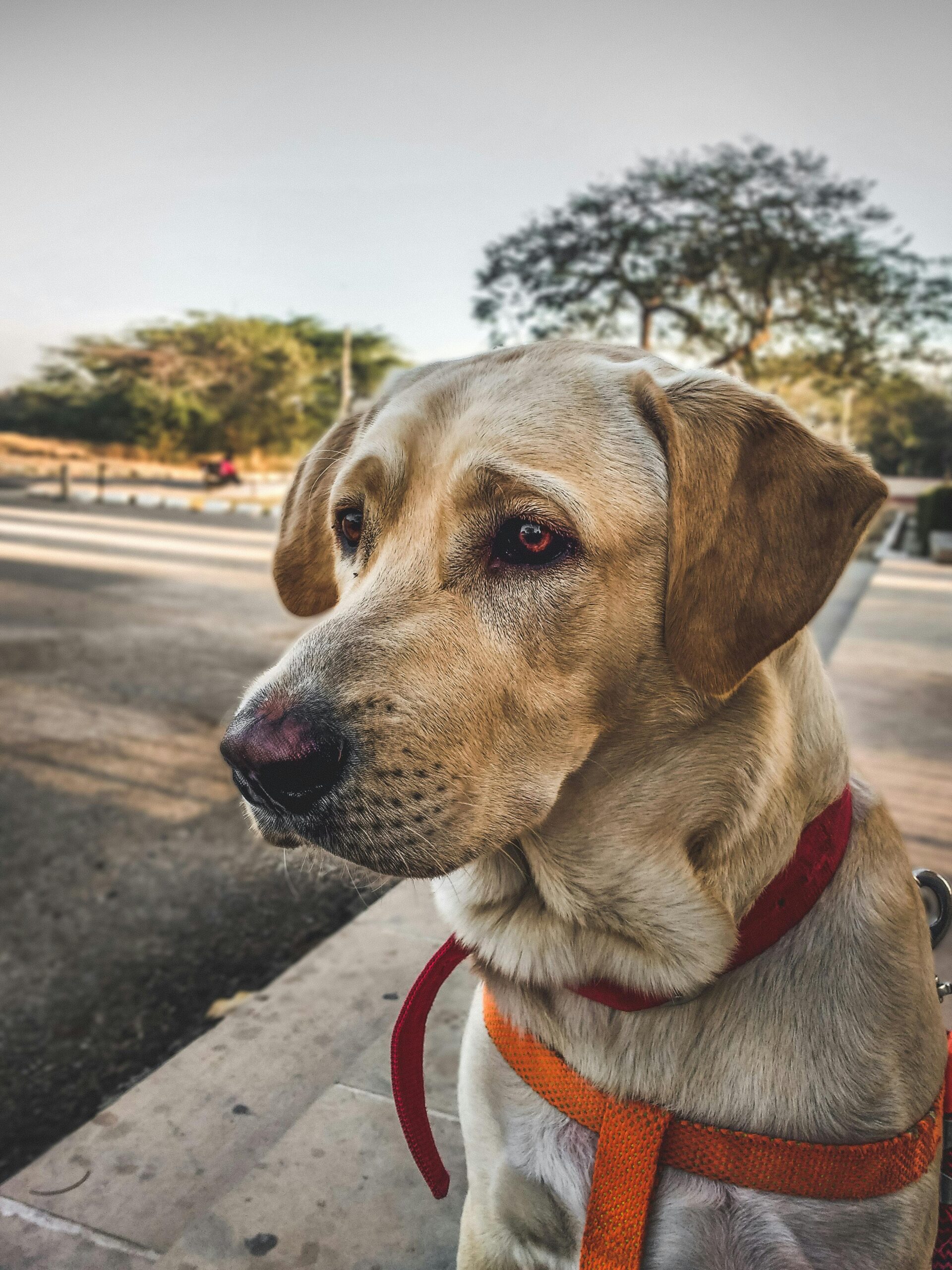 A Labrador Retriever with a red collar and harness sits on a pavement, gazing thoughtfully to the side. A park and trees are in the background under a clear sky.