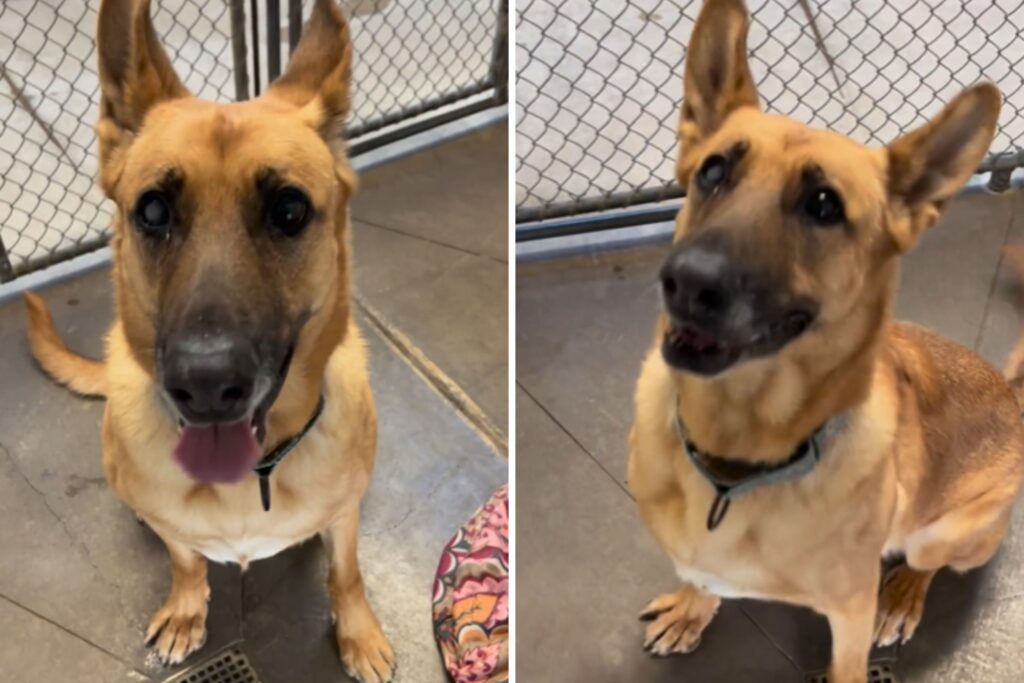 Dog Overlooked by Adopters Marks 359th Day in Shelter—’70lbs of Pure Love’