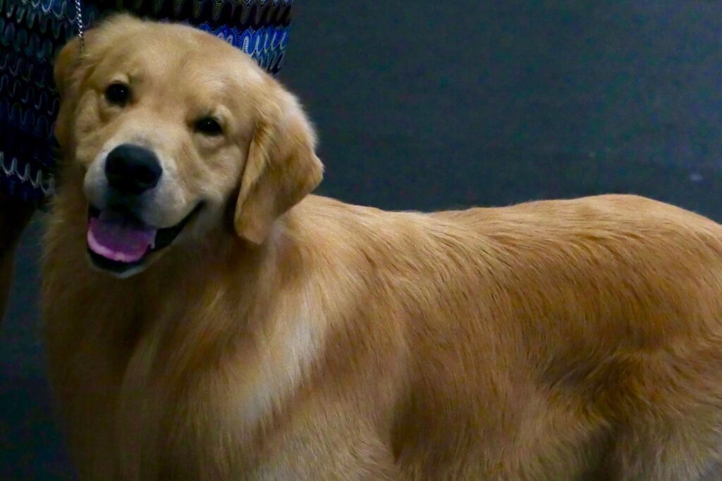 Golden Retriever Refuses to Accept That a Mannequin Will Not Pet Her