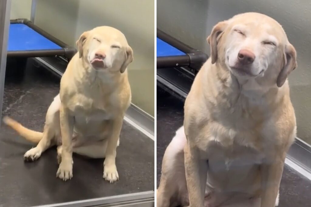 Dog’s Ear-to-Ear Smile While Hanging Out at Kennel Captivates Internet