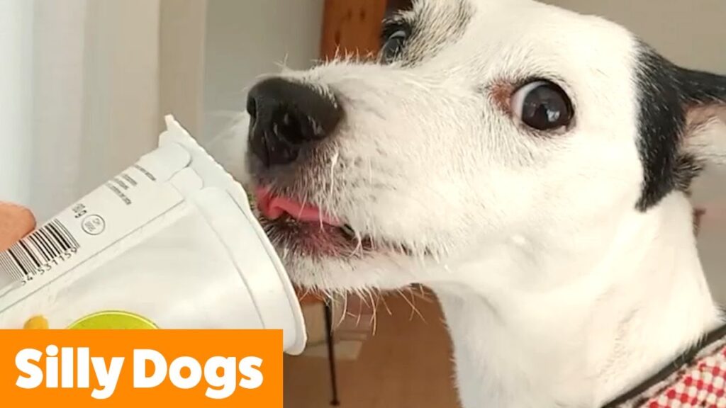 A white and black dog licking the inside of a container while being held by a person. The image has an orange banner in the bottom left corner with the text "Silly Dogs.