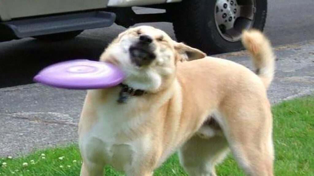 A tan dog is outside, momentarily startled as a purple frisbee hits its face. The dog stands on a grassy area with a car and pavement in the background. Its eyes are closed, capturing a playful yet unexpected moment.