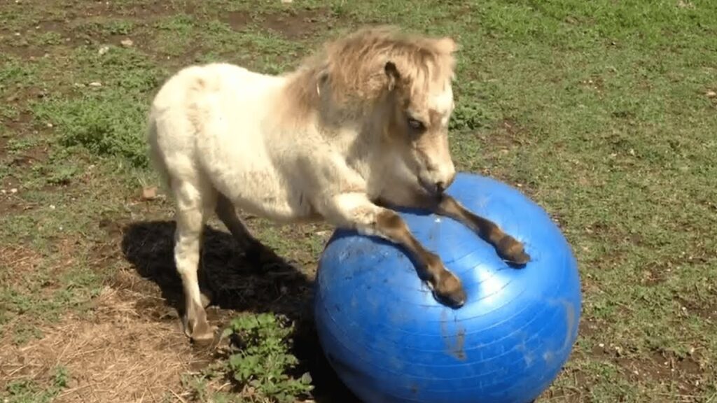 A small, fluffy donkey playfully pushes a large blue exercise ball with its front legs on a grassy field.