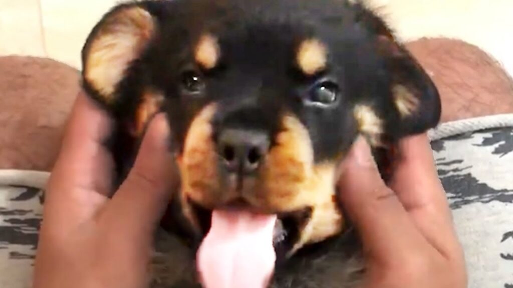 A close-up of a playful puppy being held gently by a person's hands. The puppy has a black and tan coat and is sticking out its tongue, looking directly at the camera with its ears perked up.