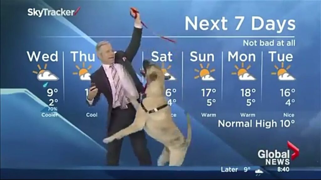 A weatherman is surprised by a playful large dog jumping on him during a live weather forecast. The 7-day weather outlook is displayed in the background with temperatures and weather symbols for each day.