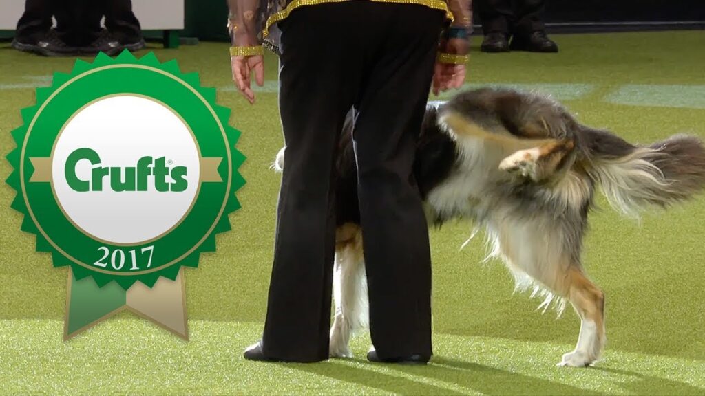 A dog performs a trick near a handler at the Crufts 2017 event. The green Crufts 2017 logo is prominently displayed in the foreground. The dog is mid-action on a green carpet under bright lighting.