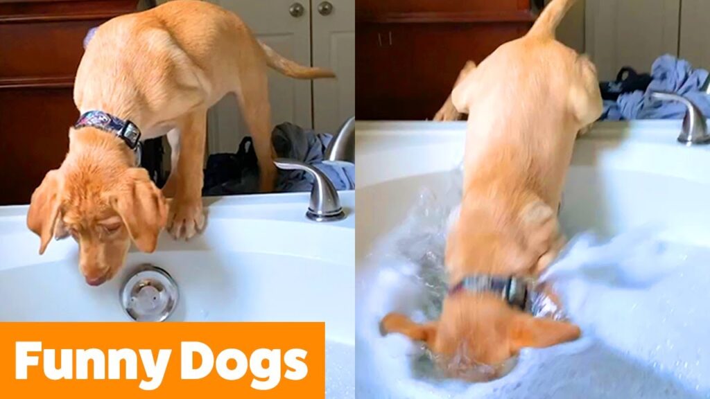 Split image of a playful dog peering into a bathtub on the left and diving headfirst into the water on the right. The text "Funny Dogs" is in the bottom left corner.