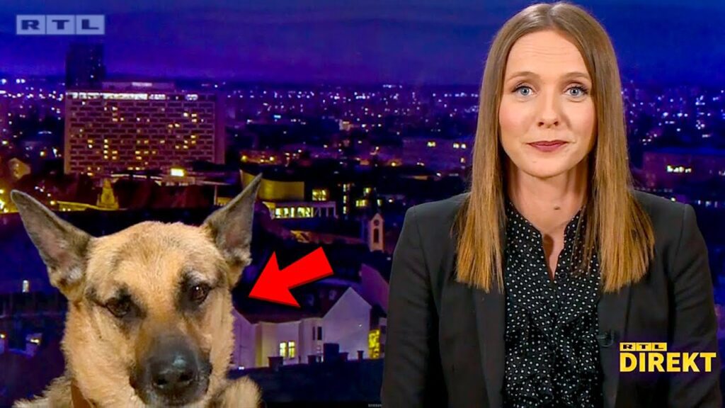 A news presenter with long hair sits at a desk with a cityscape background. To her left is an image of a dog, highlighted by a red arrow. The screen has text with a news channel logo in the corner.