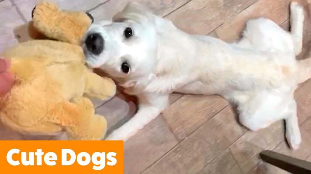 A white dog lies on a wooden floor, playfully holding a plush toy in its mouth. The scene is framed by a bright orange banner in the bottom left corner with the text "Cute Dogs.