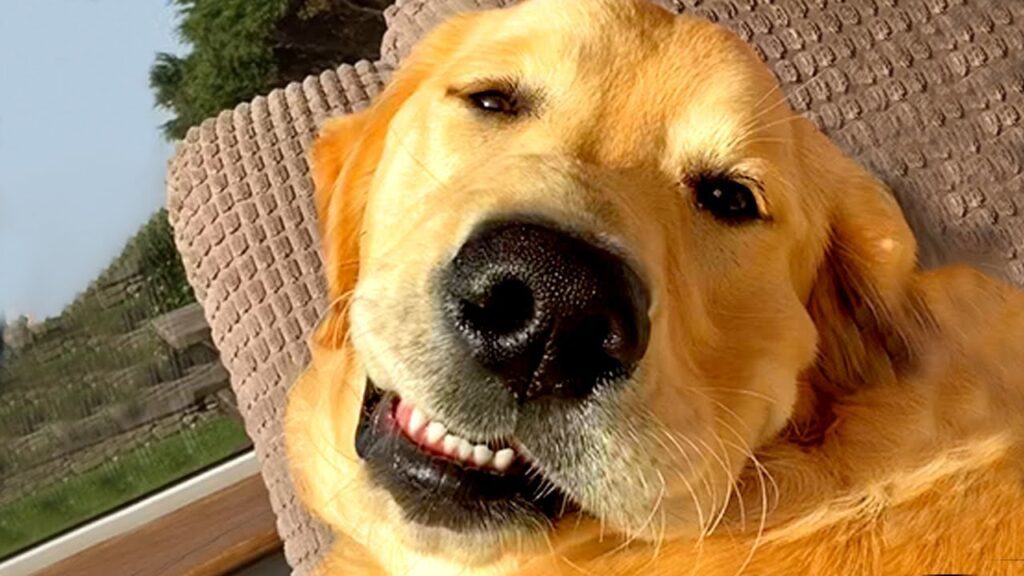 A golden retriever lies on a textured couch cushion, head tilted and mouth slightly open, giving the appearance of a smile. Sunlight highlights its fur, and a window showing greenery is visible in the background.