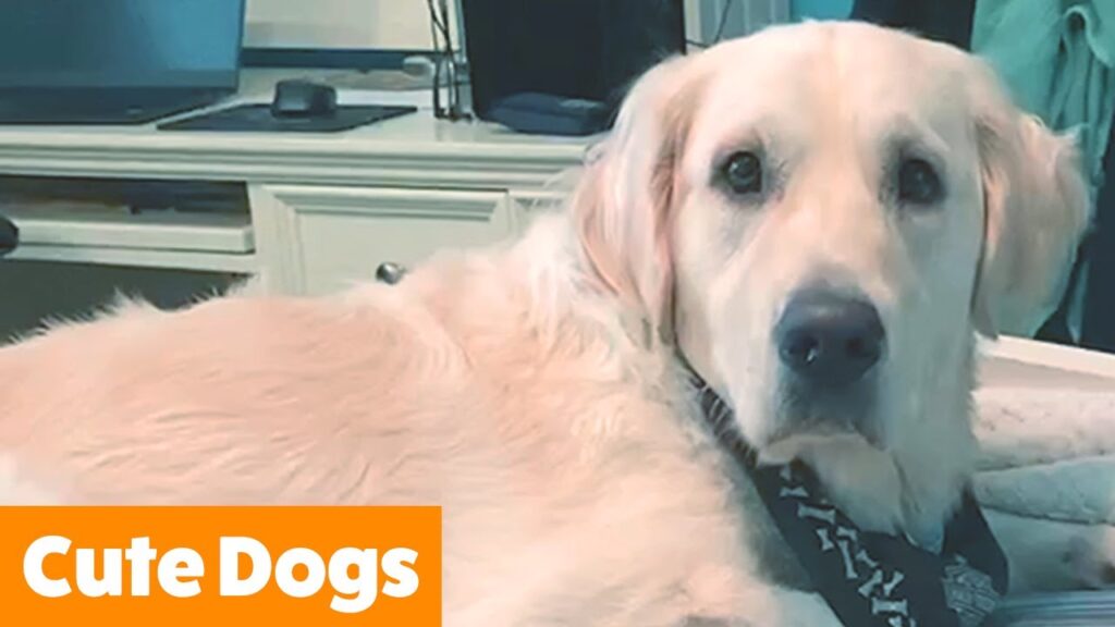 A golden retriever lies on a bed, facing the camera with a calm expression. The dog wears a black bandana. In the background, there's a desk with a computer. An orange banner in the corner reads "Cute Dogs.