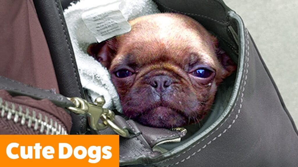 A small brown dog with a wrinkled face is snugly nestled inside a leather bag, partially covered by what looks like a soft towel. In the bottom left corner, there's an orange banner with white text that reads "Cute Dogs.