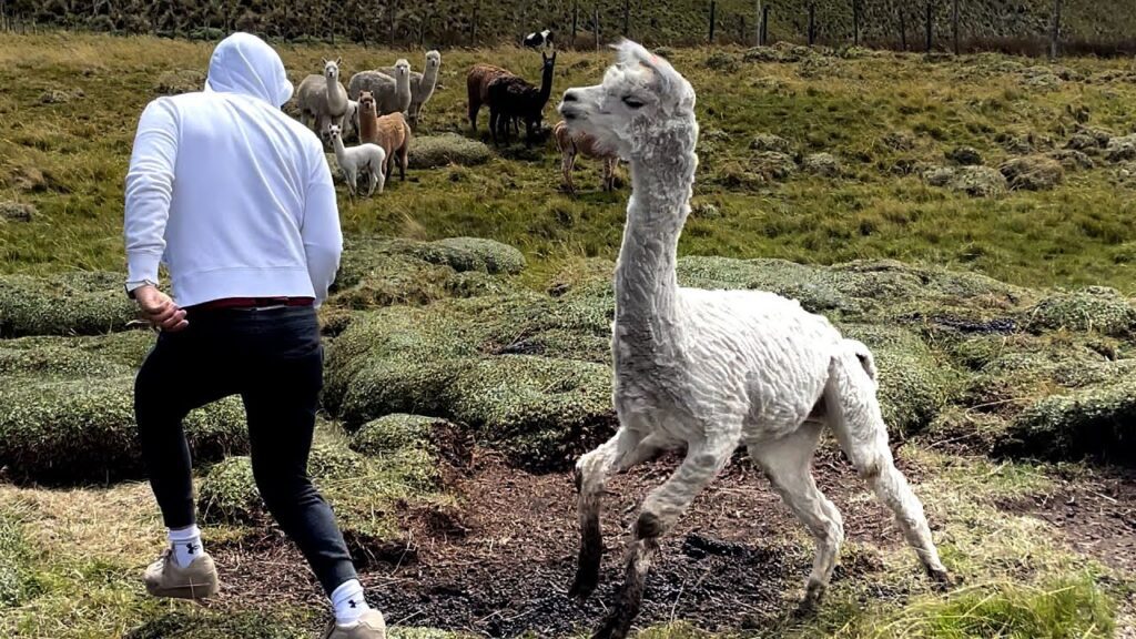 A person in a white hoodie and black pants runs away from a white llama in a grassy field, with more llamas and alpacas in the background.