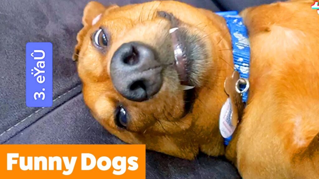 A brown dog lying on its back with a playful expression, showing its teeth. The dog wears a blue collar and is on a dark-colored surface. An orange banner in the corner reads "Funny Dogs.