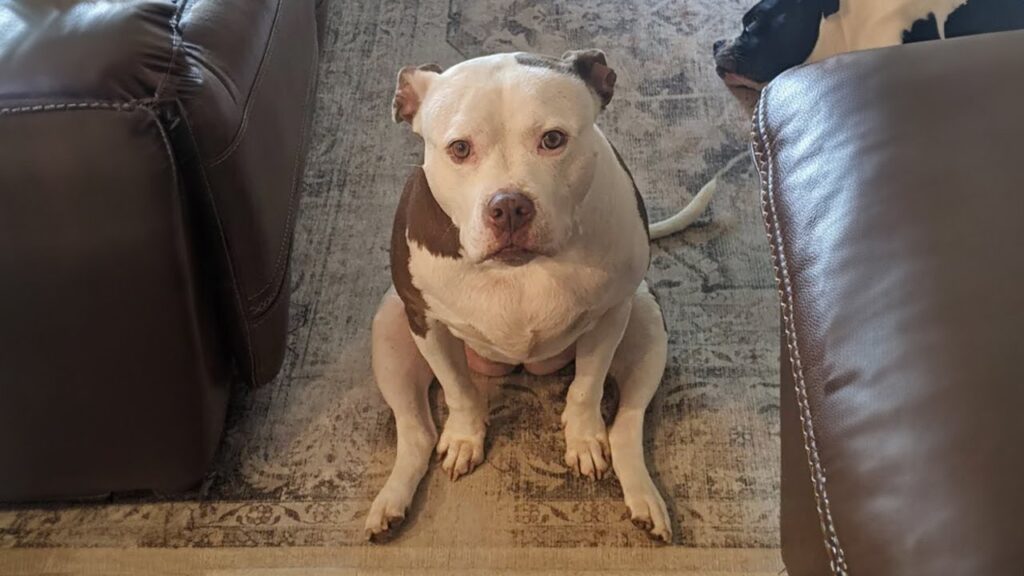 A brown and white dog sits on a patterned rug between two brown leather couches, looking up at the camera with a relaxed expression.