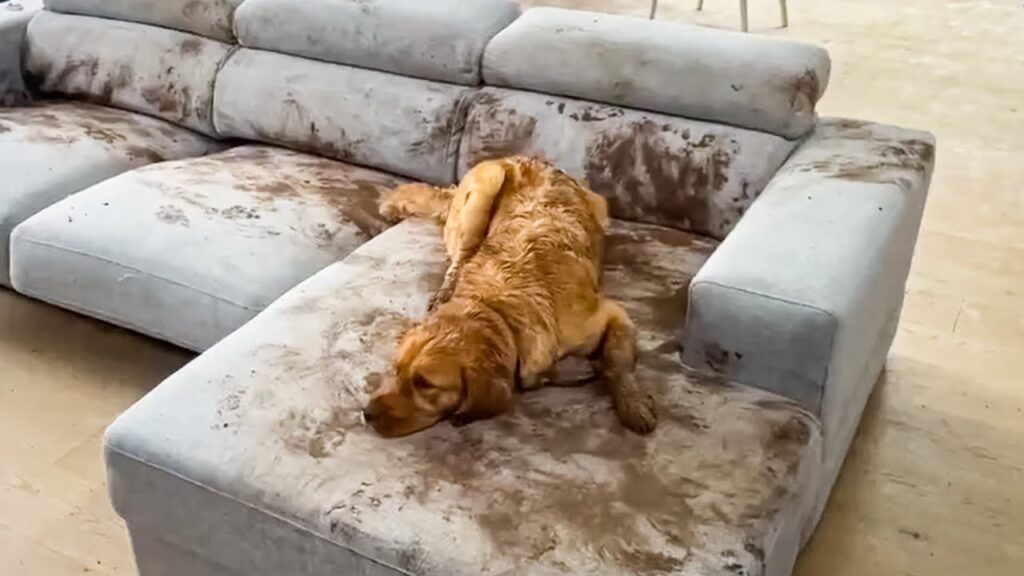 A muddy dog lies on a light gray sofa in a living room. The dog's fur and the sofa are both covered in mud, indicating the dog has been playing outside. The room's flooring is light-colored, and a chair is visible in the background.