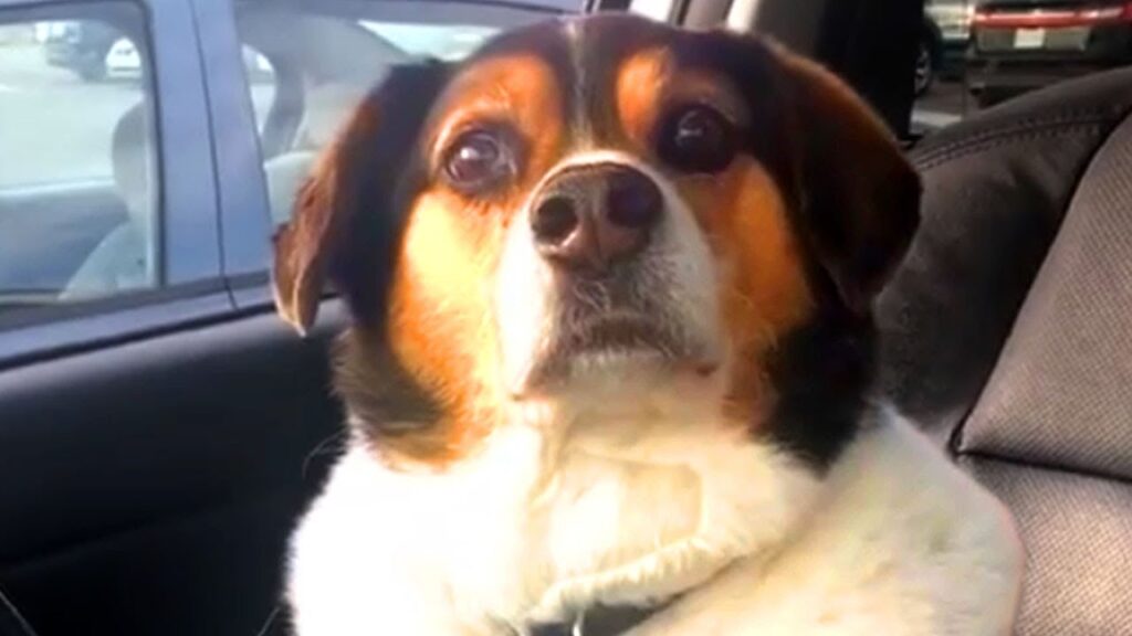 A close-up of a dog with a concerned expression sitting in a car. The dog has a mix of black, brown, and white fur. In the background, there's a parked car visible through the window.