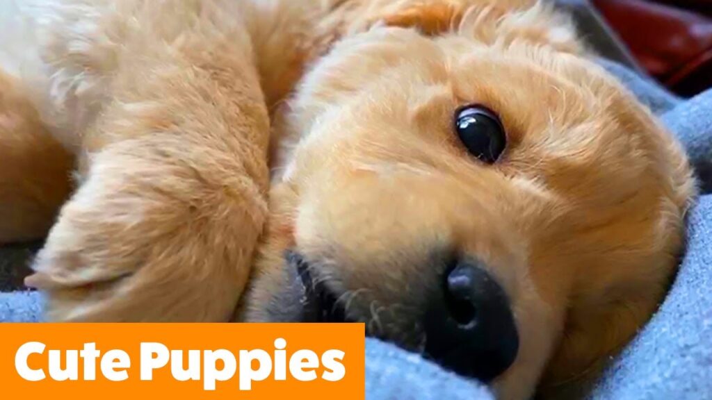 A close-up of a fluffy golden retriever puppy lying on a blanket, looking directly at the camera with warm, expressive eyes. The text "Cute Puppies" is displayed in bold white letters on an orange background in the bottom left corner.