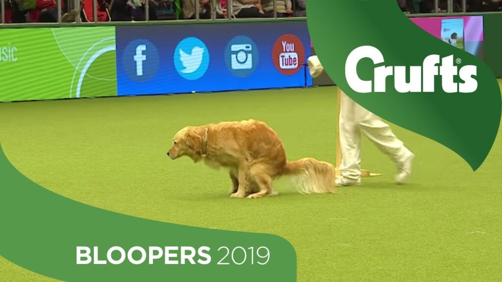 A Golden Retriever is crouched on a green field, surrounded by people and a digital screen displaying social media icons. The screen has the text "Crufts" and "Bloopers 2019.