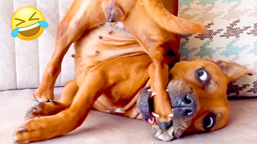 A playful brown dog lies on its back on a couch, holding one of its hind legs with its mouth and looking sideways. An emoji with tears of laughter is in the top left corner.