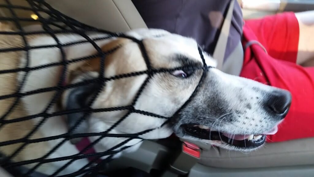 A dog with its head poking through a black net barrier between car seats, appearing calm and relaxed.