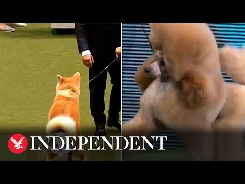 A split image showing a dog show: on the left, a fluffy dog on a leash being led by a person; on the right, a close-up of another fluffy dog. Both dogs are well-groomed. The Independent logo is in the bottom left corner.