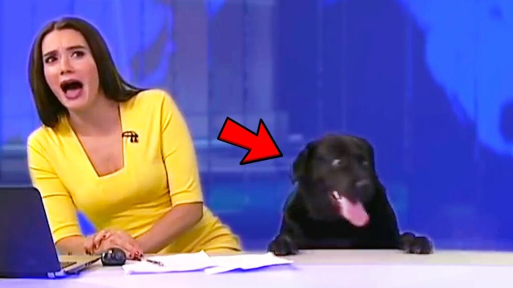 A news anchor in a yellow dress reacts with surprise as a black labrador dog with its tongue out appears beside her at a news desk. A red arrow points to the dog.