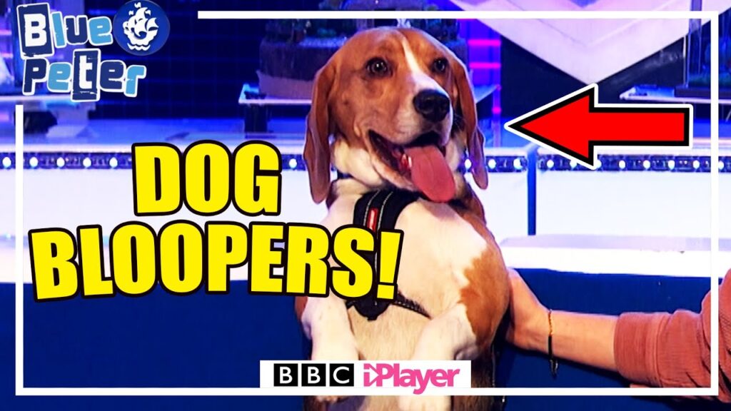 A beagle sitting on a blue couch, wearing a collar, with a hand reaching towards it. Text reads "DOG BLOOPERS!" with an arrow pointing to the dog. The Blue Peter logo and BBC iPlayer are also visible.