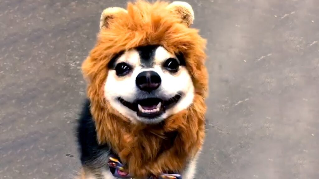 A cute dog is wearing a fluffy, lion-like mane costume, standing on a gray background. The dog is looking up with a happy expression and its tongue slightly out.