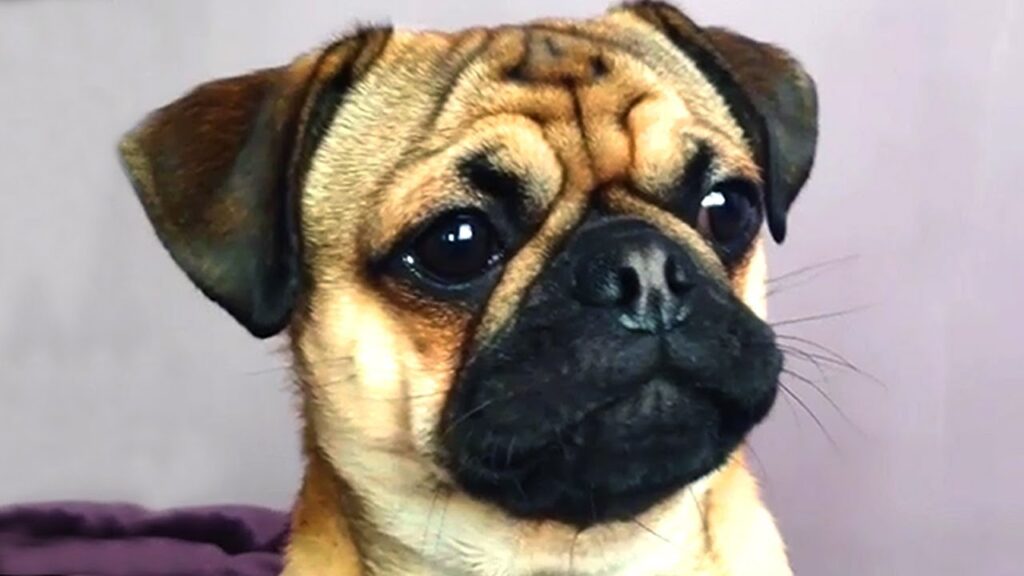 A close-up of a pug with a beige and black coat. The dog has a wrinkled forehead and large, expressive eyes. The background is a muted purple-gray color.