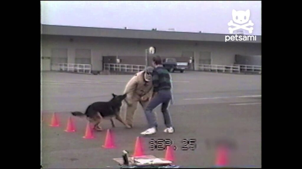 Two people and a German Shepherd engage in a training exercise on a concrete surface. Orange cones are arranged in a line, and a building is visible in the background. The timestamp on the video shows "SEP 25.