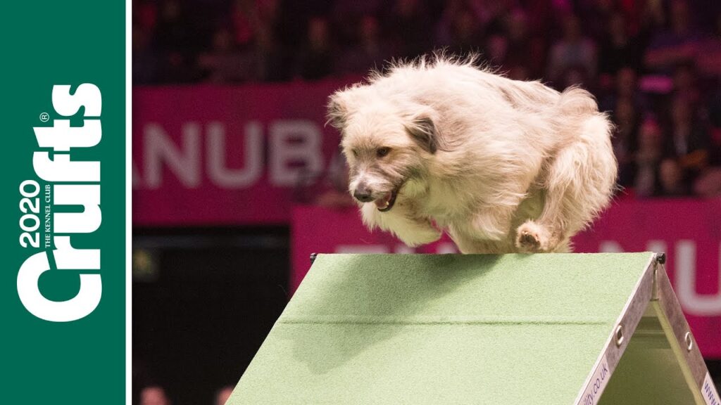 A fluffy dog jumps over a ramp during an agility course at the 2020 Crufts event. The background is blurred with spectators, and "2020 Crufts" is visible on the left side.