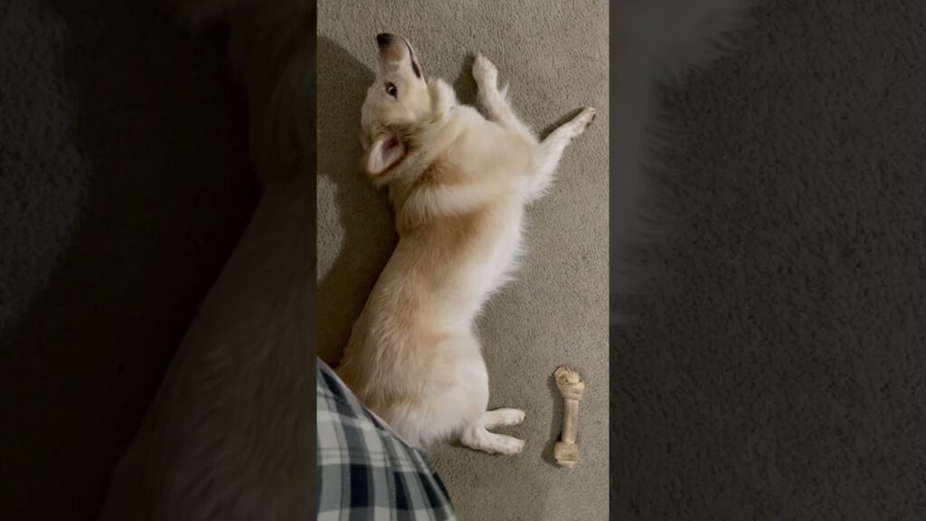 A fluffy white dog lies on its side on a carpeted floor, with a rawhide bone next to it. The dog's eyes are open and it appears relaxed. Part of a person's leg, wearing plaid clothing, is visible in the corner.