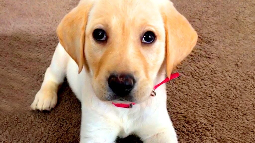 A yellow Labrador puppy with a red collar lies on a brown carpet, gazing directly at the camera with big, dark eyes. Its ears are floppy, adding to its adorable expression.